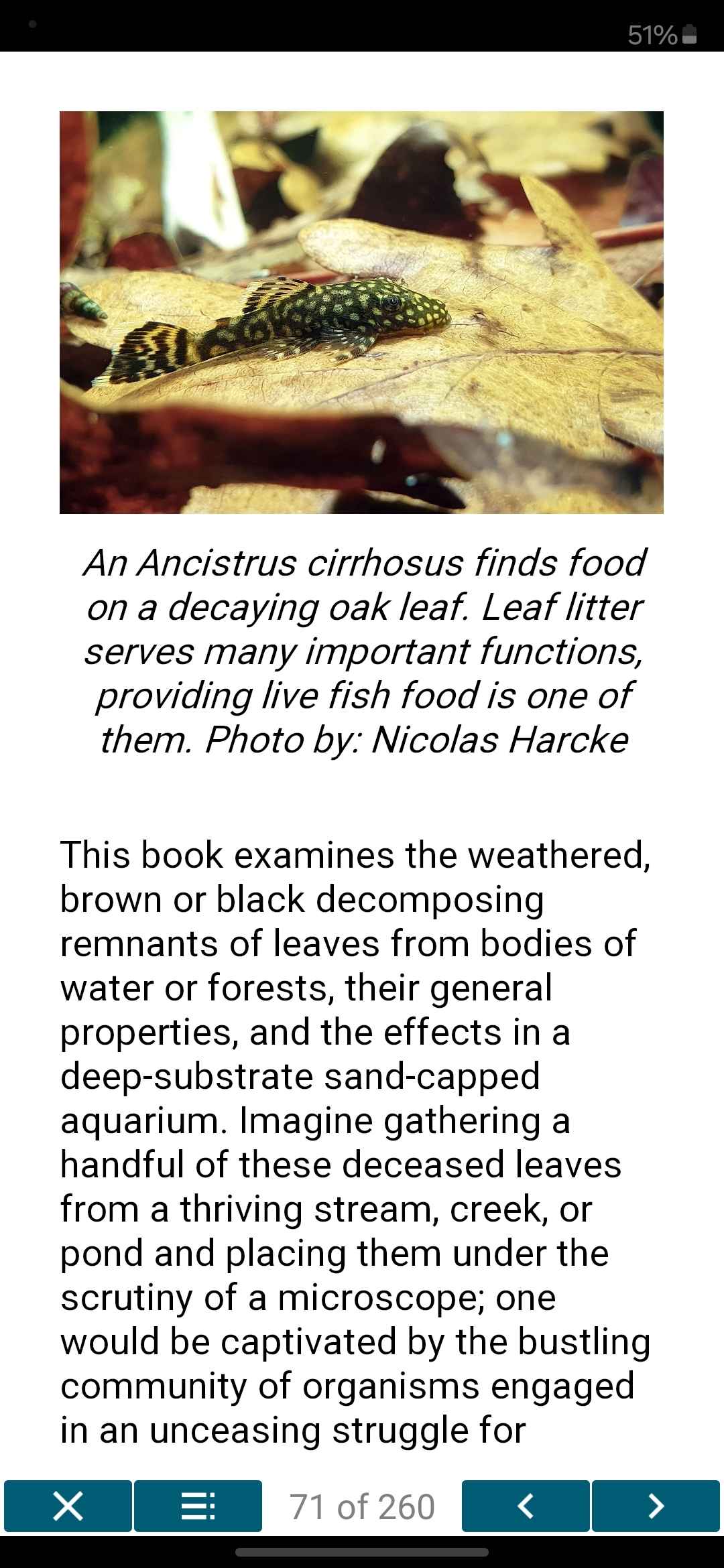 The Natural Aquarium - A Complete Guide