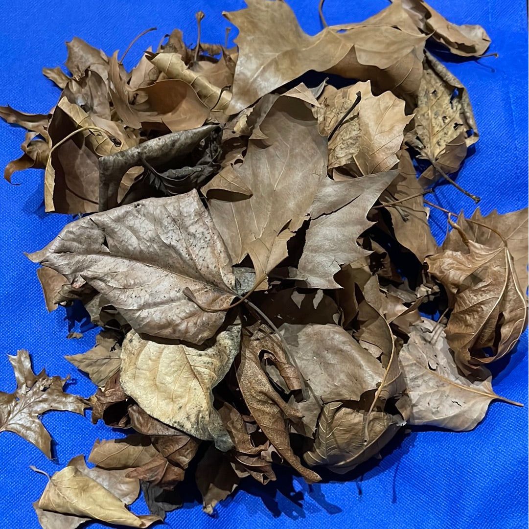 Leaf Litter