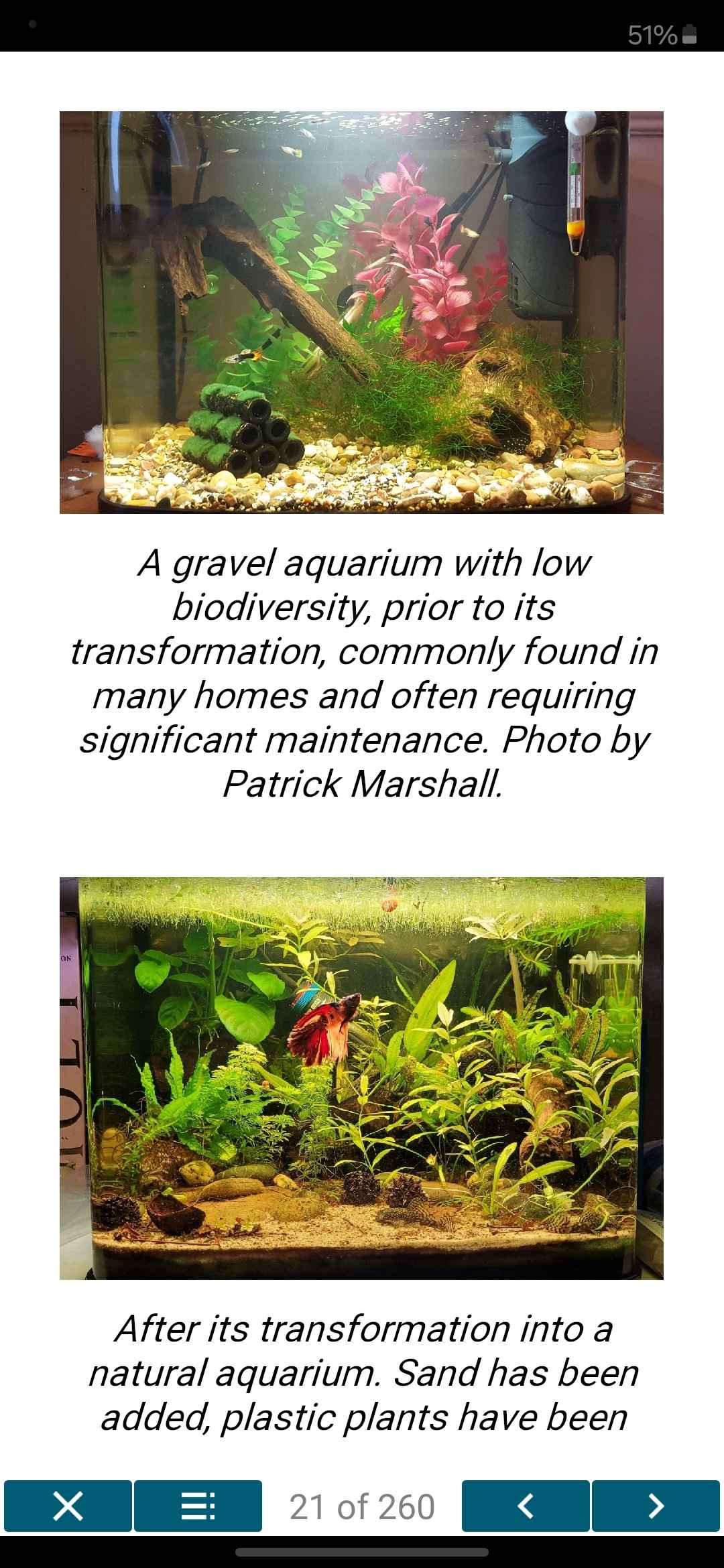 The Natural Aquarium - A Complete Guide