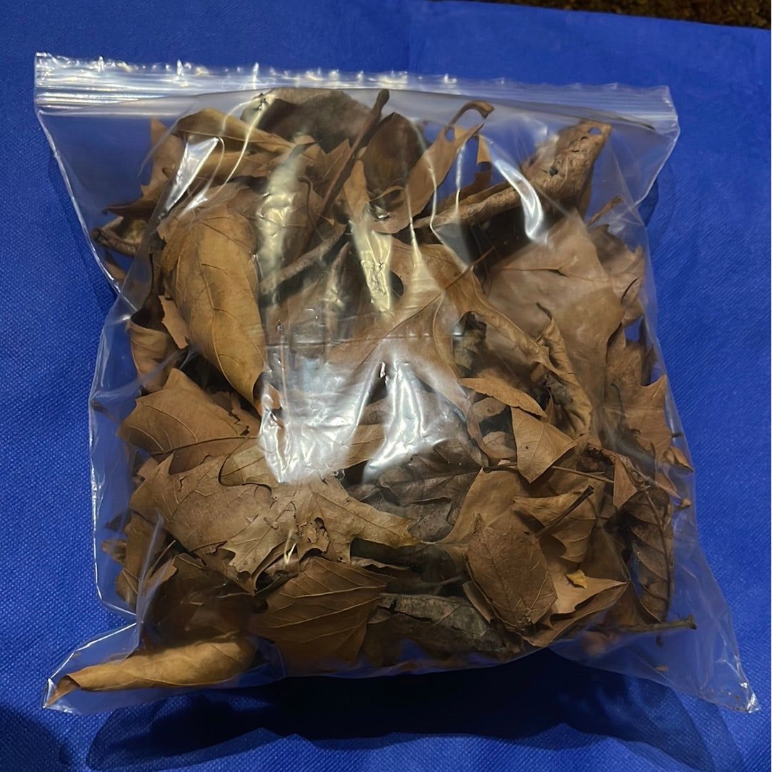 Leaf Litter