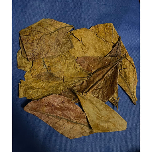 Catappa / Feuilles d'amandier indien