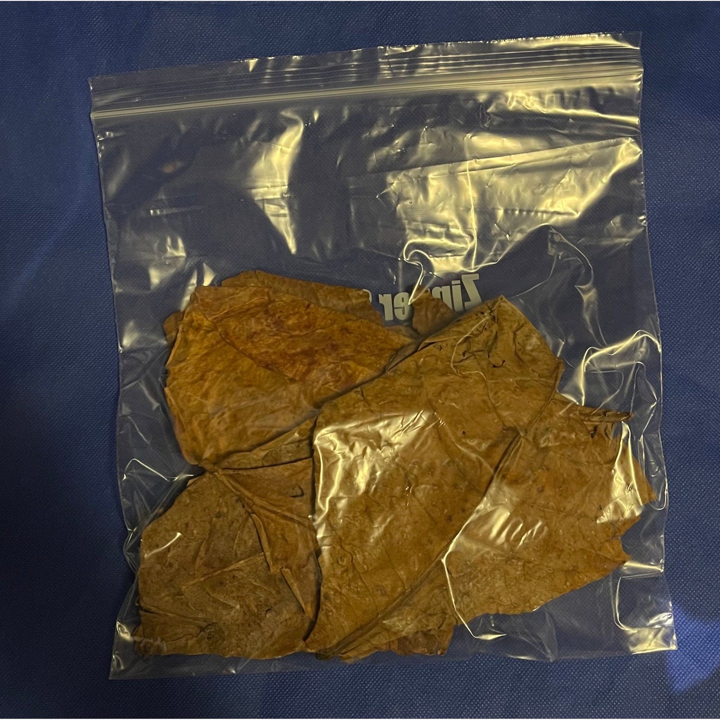 Catappa / Indian Almond Leaves