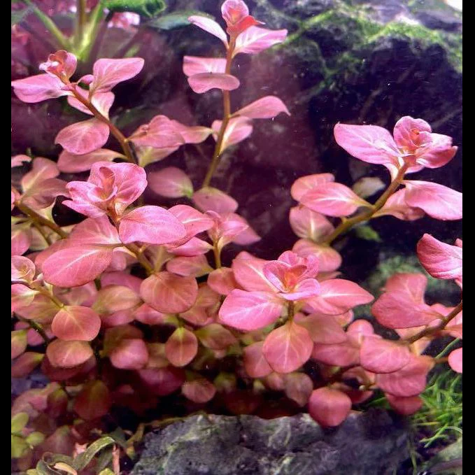 Ludwigia Ovalis sp. Pink