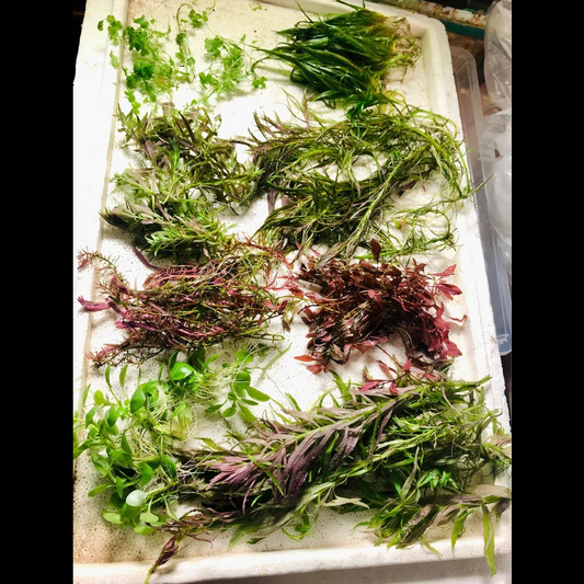 Paquet de plantes