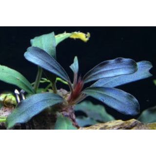 Bucephalandra Brownie Bleu