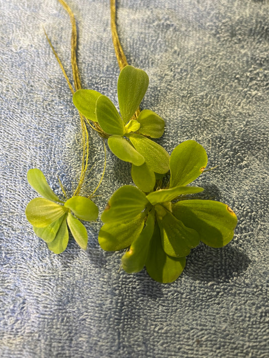 Water Lettuce (Floating Plant)