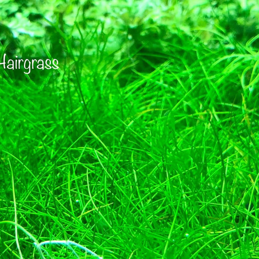 Dwarf Hairgrass (Eleocharis Acicularis)