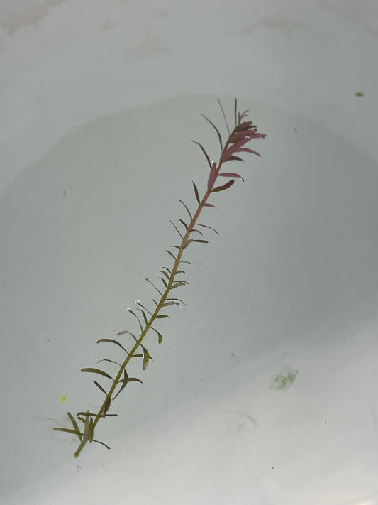 Rotala Indica (Stem Plant)