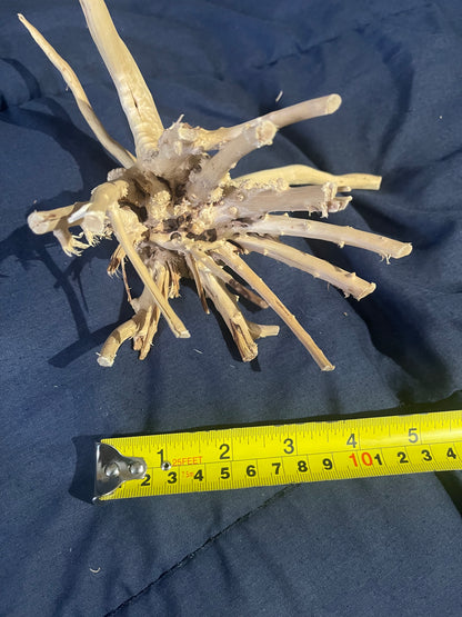 Aquarium Drift Wood Unique Root Piece