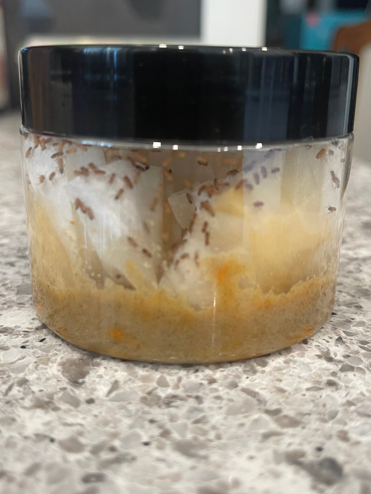 Wingless Fruit Fly Starter Culture