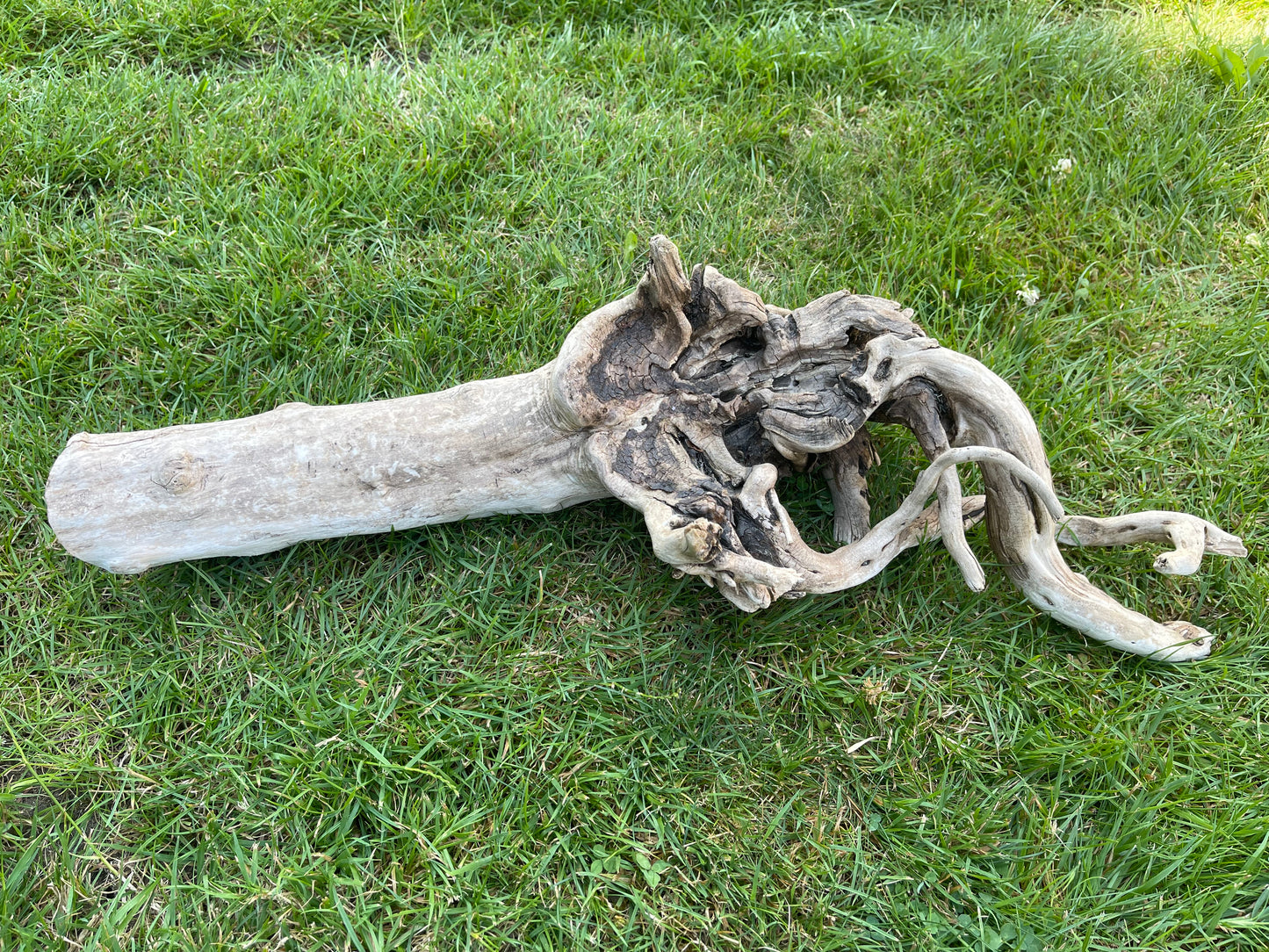 Large Aquarium Driftwood