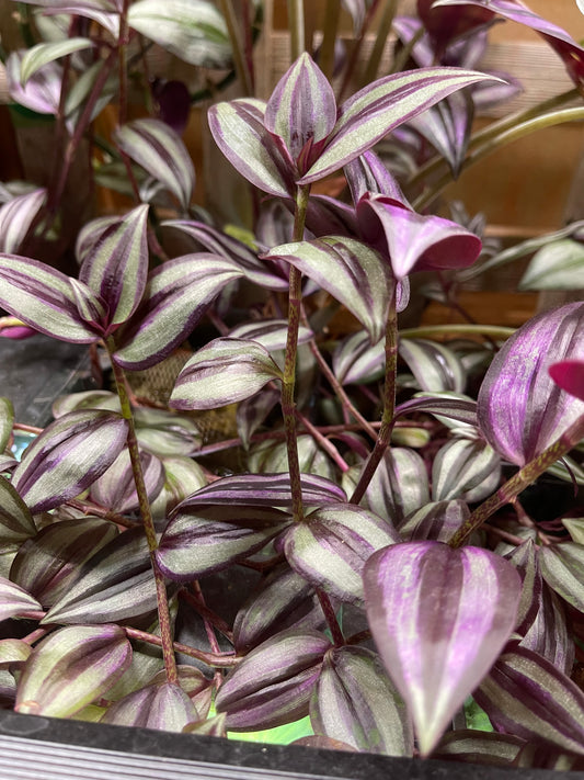 Tradescantia Zebrina (House Plant)