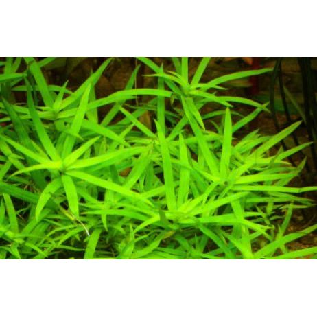 Star Grass (Heteranthera Zosterifolia)