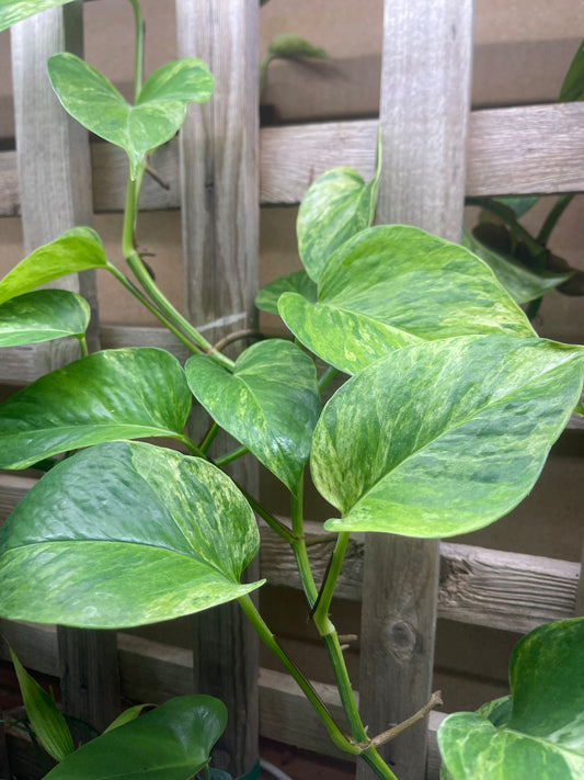 Pothos (House Plant)