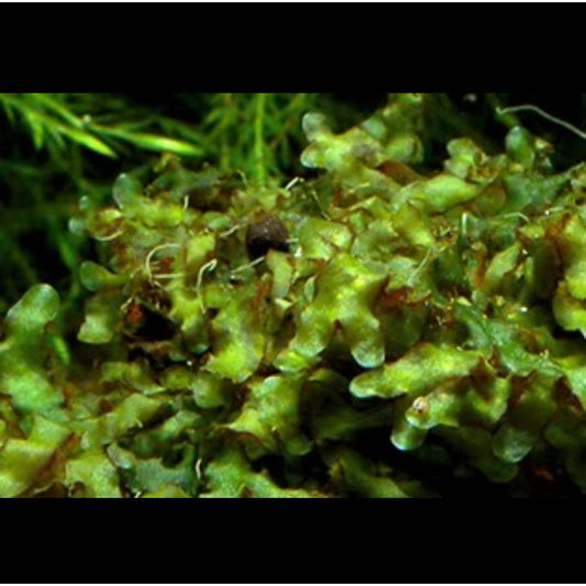 Wave Moss Loxogramme sp.