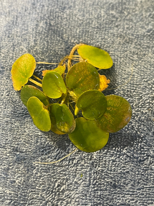 Frogbit (Floating Plant)