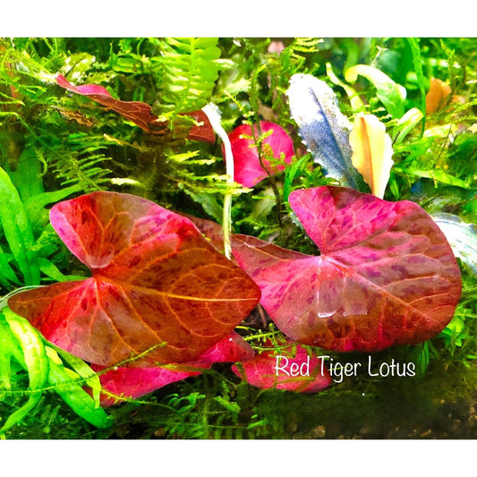 Lotus Tigre Rouge