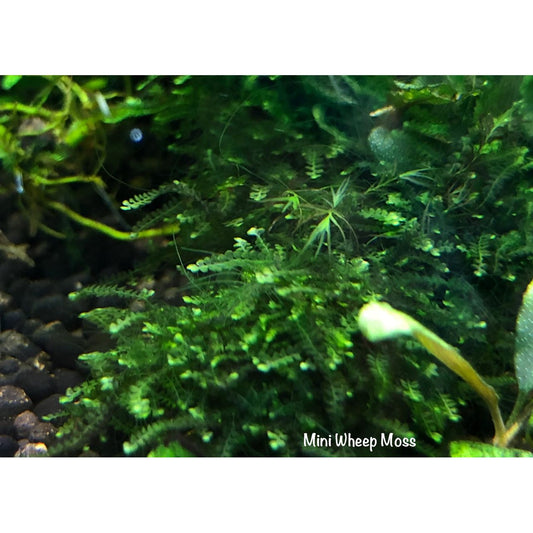 Mini Wheeping (Java Spring) Moss "Rare"