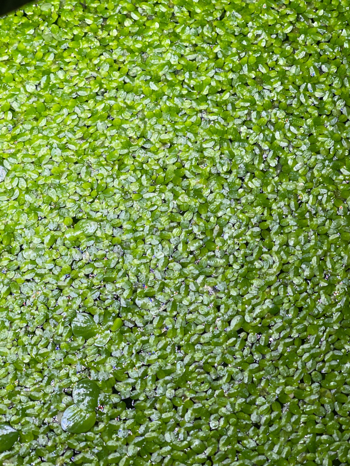 Duckweed (Floating Plant)