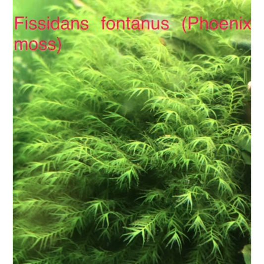Phoenix Moss (Fissidans Fontanus)