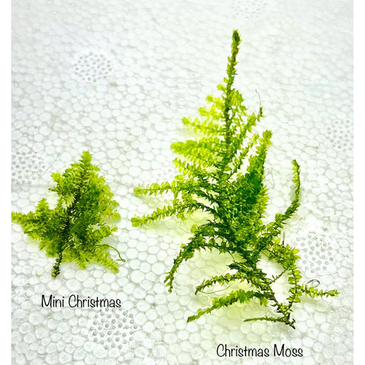 Mini Christmas Moss