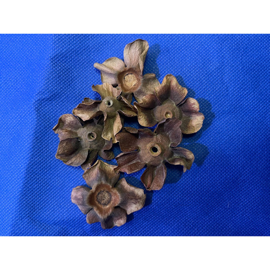 Frangipani Flower Stems
