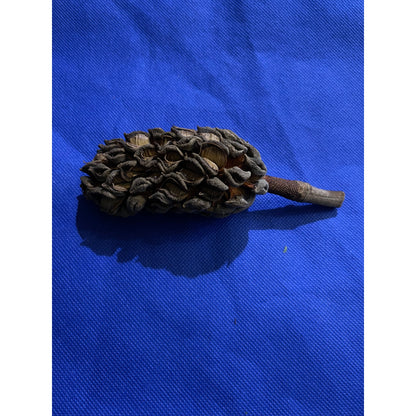 Large Magnolia Seed Pod