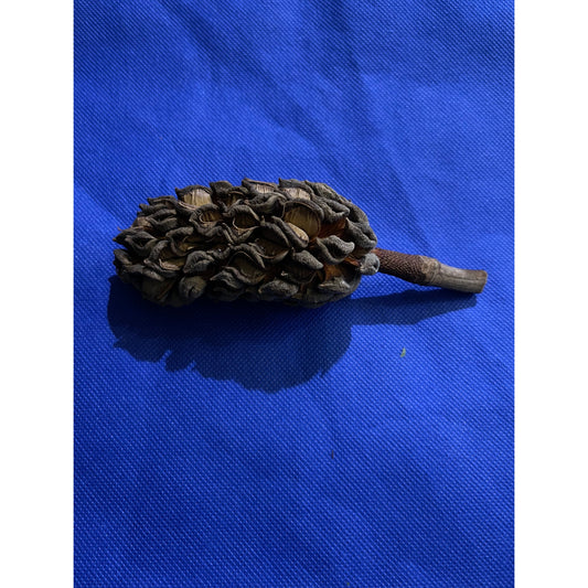 Large Magnolia Seed Pod