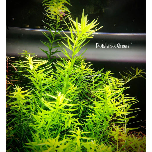 Rotala sp. Green