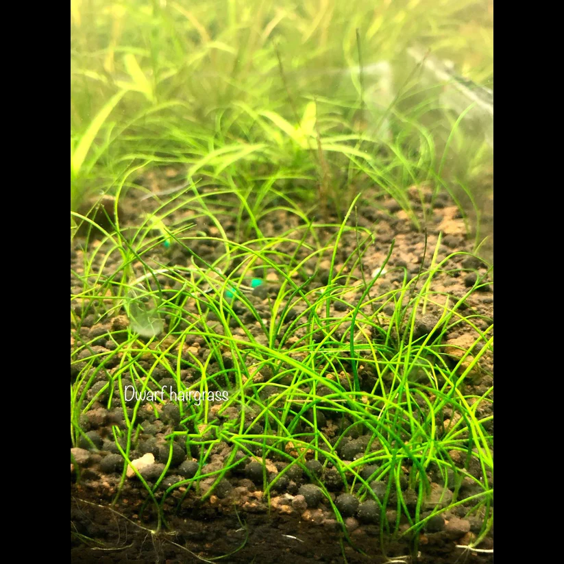 Dwarf Hairgrass (Eleocharis Acicularis)